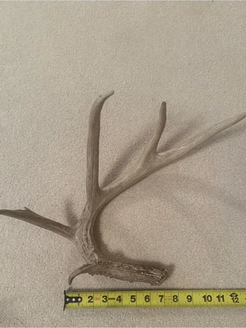 Natural shed authentic deer Antler
